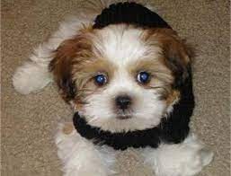 Petyourdog Com Pet Your Dog Zuchon Puppy Shichon Puppies Teddy Bear Puppies Bichon Shih Tzu Mix