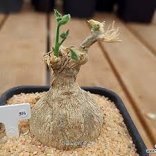 Image result for Kedrostis leloja