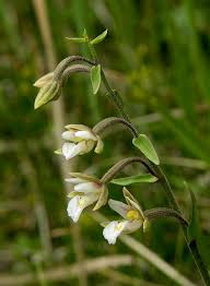 Image result for Epipactis africana