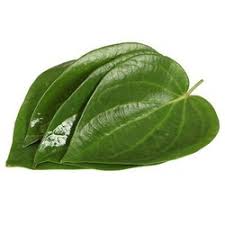 The betel leaf is used in a number of traditional remedies for the treatment of stomach ailments, infections, and as a general tonic. Betel Leaf Oil At Rs 105 Gram à¤ªà¤¤ à¤¤ à¤• à¤ªà¤¤ à¤¤ à¤µ à¤² à¤'à¤¯à¤² à¤ª à¤¨ à¤• à¤ªà¤¤ à¤¤ à¤• à¤¤ à¤² à¤¬ à¤Ÿà¤² à¤² à¤« à¤'à¤¯à¤² M S Aditya Aro Chem Farrukhabad Id 20653133855