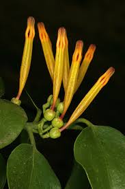 Image result for Agelanthus krausei