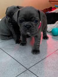 Puppies will wormed, up to date on vaccinations, microchipped, includes breeding rights, vet health check with vet gorgeous high quality blue fawn french bulldog female puppy is available!!! French Bulldog Puppies In 9000 Ghent For 800 00 For Sale Shpock