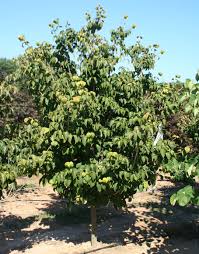 This field is for validation purposes and should be left unchanged. Cornus Kousa Heart Throb Moon Nurseries