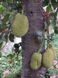 Its huge trees produce massive, green, oblong fruits with a bumpy, fleshy exterior. Jackfruit World Crops Database Tropical Fruits
