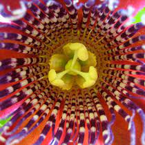 Jul 15, 2021 · native american words and names evoke mighty images of courage, strength, and the forces of nature. Flowers Of South America Project Noah