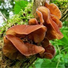 Maybe you would like to learn more about one of these? Jew S Ear Auricularia Auricula Judae Pure Culture For Organic Mushroom Cultivation According To 43 90