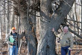 15m, autumn colour, fragrant flowers playlist also includes hybrids классификация деревьев и растений 🌲гимнопермы 🌳ингиперсферы. Wild Cherry Tree Door County Pulse