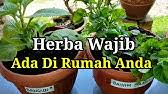 Rumah siti khadijah merupakan siri drama televisyen antologi malaysia 2019 arahan heykal hanifah terbitan luqsar kreatif. Rumput Siti Khadijah Beijing Grass Angel Grass Youtube
