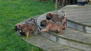 Check spelling or type a new query. Soft Coated Wheaten Terrier Puppies Playing In Garden Www Wonderfulwheatens Co Uk Youtube