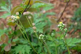 Image result for Eschenbachia