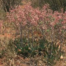 Image result for Aloe komatiensis