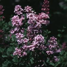 Image result for Syringa meyeri ´Palibin