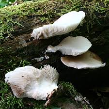 Image result for Crepidorhopalon schweinfurthii
