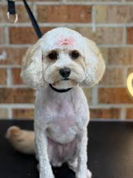 Dog grooming services in Picton