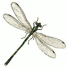 Black And Yellow Dragonfly Canada Dragonfly Free Dragonflies Clipart Free Clipart Graphics Images And Dragonfly Illustration Dragonfly Clipart Public Domain Clip Art