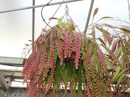 Image result for Euphorbia ramulosa