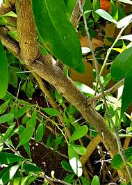 Image result for Acacia tenuispina