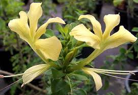 Image result for Barleria randii