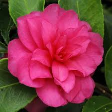 Fast Growing Camellia Hiemalis Chansonette Is One Of The Most Popular Of The Camellia Hiemalis Cultivars Thanks To Its O Camellia Flowers Plant Combinations