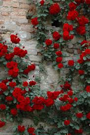 Red Rose Bush Red Outdoors Nature Flowers Pretty Roses Red Climbing Roses Beautiful Flowers Climbing Roses