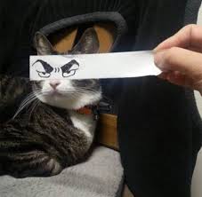 Arya Peters Adli Kullanicinin Fotografia Creativa Panosundaki Pin 2020 Kedi Hayvan Komik Kedi Resimleri