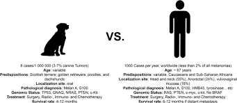 So, if a dog that first got cancer in their mouth for instance, or in their bones, they risk the chance of it metastasizing through the bloodstream to the lungs. Isolation And Characterization Of Two Canine Melanoma Cell Lines New Models For Comparative Oncology Bmc Cancer Full Text