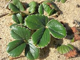 Image result for Fragaria chiloensis