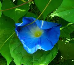 Sometimes slugs and snails leave behind a glossy slime trail; Can You Eat Morning Glory Leaves Morning Walls