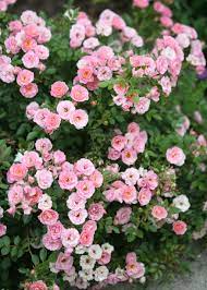 Miniature roses and miniflora roses are often confused with one another. Oso Easy Petit Pink Rose Rosa X Proven Winners