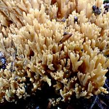 Image result for Ramaria stricta