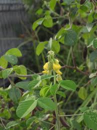 Image result for Crotalaria parvula