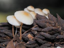 Image result for Strobilurus conigenoides