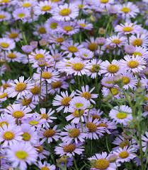 Image result for Erigeron steudelii