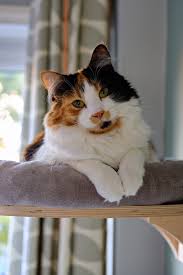 How Long Does An Outdoor Cat Live? Average Lifespan & Info (Vet-Approved) -  Catster
