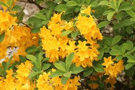 Flowering shrub color chart, see below. The Prettiest Yellow Flowering Shrubs For Your Yard Birds And Blooms