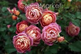 как вырастить розы из семян в домашних условиях видео Roza Priyor Dyo Sen Kosm Beautiful Flowers Flowers Plants