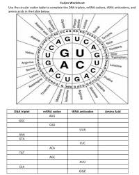 Worksheets are work determination of protein amino acids from m, dna base pairing work, genetic. Solved C09cc Ag Ucag Uc Ag Ugpg36 Sosos Opcu Codon Worksh Chegg Com