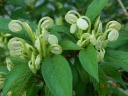 Image result for Clerodendrum incisum