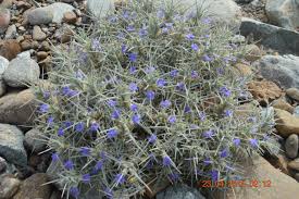 Image result for Blepharis