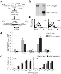 Ccr7 is a chemokine receptor expressed on the surfaces of t cells, b cells, and mature dendritic cells that controls cell migration in response to the cognate ligands ccl19 and ccl21. Chemokine Receptor Ccr7 Guides T Cell Exit From Peripheral Tissues And Entry Into Afferent Lymphatics Nature Immunology