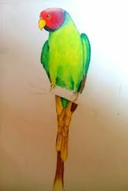 Easy Bird Drawing For Kids With Colour Macaw Bird Using Pastel Color Oil Pastel Techniques Oil Pastel Colours Drawings