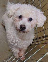 Start browsing hundred of dogs online today. Bichon Frise Dog For Adoption In Dayton Ohio Aero In Dayton Ohio Dog Adoption Bichon Frise Bichon Frise Puppy