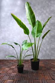 Image result for Ravenala madagascariensis