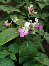 Image result for Impatiens psychadelphoides