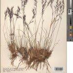 Image result for Aristida recta