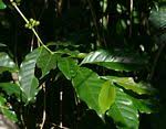 Image result for Coffea mufindiensis