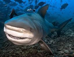 Il emprunte le canal de suez qui la relie à la mer rouge. Medias Requins Posts Facebook