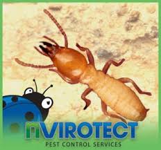 Call handytech for your peace of mind inspection today. What Are Subterranean Termites Nvirotect Pest Control