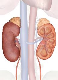 The kidneys are located at the rear wall of the abdominal cavity just above the waistline and are protected by the ribcage. Kidneys Anatomy Pictures And Information