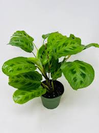 Image result for maranta